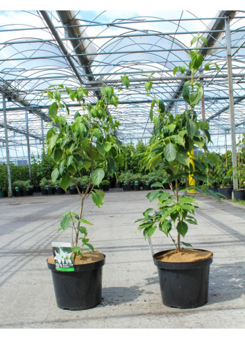 CORNUS kousa CHINA GIRL - Cornouiller à fleurs En pot de 12-15 litres buisson hauteur 080-100 cm