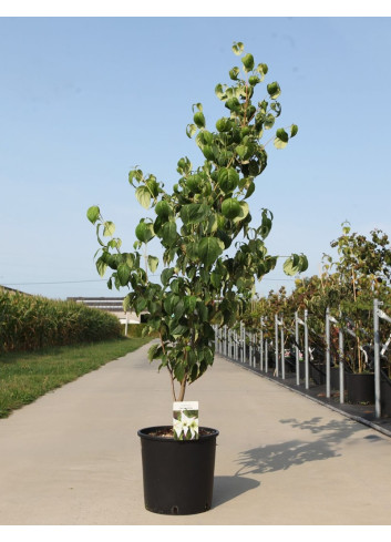 CORNUS kousa CHINA GIRL - Cornouiller à fleurs En pot de 15-20 litres buisson hauteur 125-150 cm