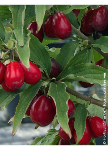 Cornouiller mâle - CORNUS mas SCHÖNBRUNNER GOURMET DIRNDL
