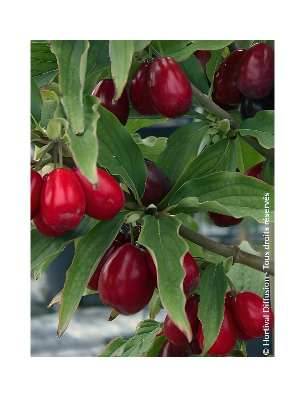 Cornouiller mâle - CORNUS mas SCHÖNBRUNNER GOURMET DIRNDL