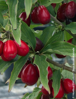 Cornouiller mâle - CORNUS mas SCHÖNBRUNNER GOURMET DIRNDL
