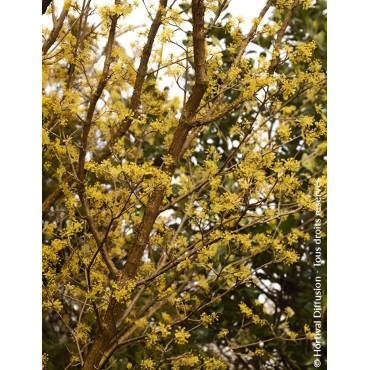 Cornouiller mâle - CORNUS mas SCHÖNBRUNNER GOURMET DIRNDL