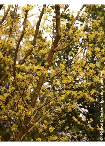 Cornouiller mâle - CORNUS mas SCHÖNBRUNNER GOURMET DIRNDL