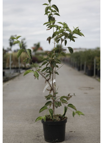 Cornouiller mâle - CORNUS mas SCHÖNBRUNNER GOURMET DIRNDL En pot de 7-10 litres buisson hauteur 080-100 cm