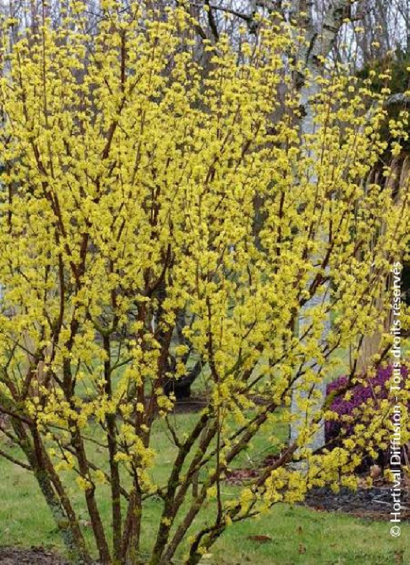 CORNUS officinalis ROBIN'S PRIDE- Cornouiller officinal
