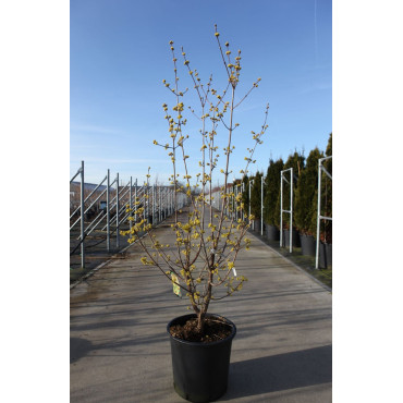 CORNUS officinalis ROBIN'S PRIDE- Cornouiller officinal