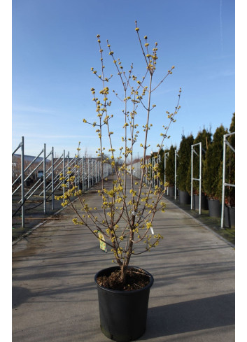 CORNUS officinalis ROBIN'S PRIDE- Cornouiller officinal