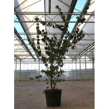 CORNUS officinalis ROBIN'S PRIDE- Cornouiller officinal