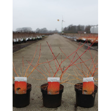 CORNUS sanguinea ANNY'S WINTER ORANGE - Cornouiller sanguin En pot de 3-4 litres buisson hauteur 040-060 cm