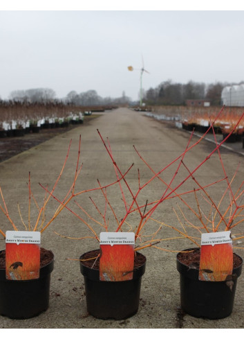 CORNUS sanguinea ANNY'S WINTER ORANGE - Cornouiller sanguin En pot de 3-4 litres buisson hauteur 040-060 cm