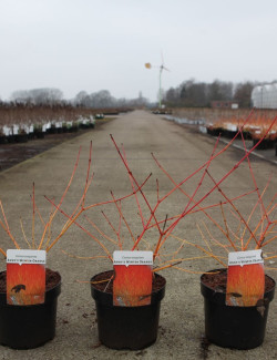 CORNUS sanguinea ANNY'S WINTER ORANGE - Cornouiller sanguin En pot de 3-4 litres buisson hauteur 040-060 cm