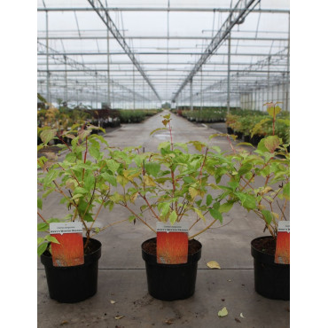 CORNUS sanguinea ANNY'S WINTER ORANGE - Cornouiller sanguin En pot de 3-4 litres buisson hauteur 040-060 cm