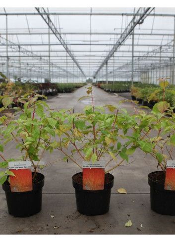 CORNUS sanguinea ANNY'S WINTER ORANGE - Cornouiller sanguin En pot de 3-4 litres buisson hauteur 040-060 cm