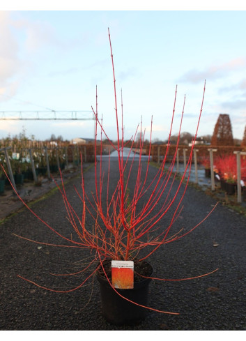 CORNUS sanguinea ANNY'S WINTER ORANGE - Cornouiller sanguin En pot de 10-12 litres buisson hauteur 080-100 cm