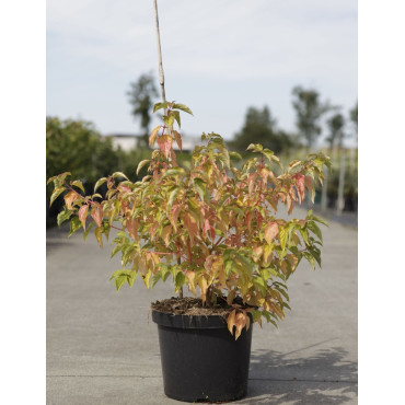 CORNUS sanguinea ANNY'S WINTER ORANGE - Cornouiller sanguin En pot de 10-12 litres buisson hauteur 080-100 cm