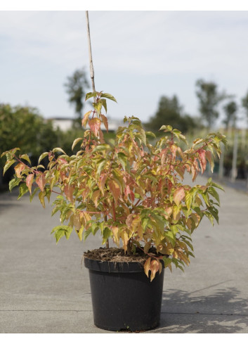 CORNUS sanguinea ANNY'S WINTER ORANGE - Cornouiller sanguin En pot de 10-12 litres buisson hauteur 080-100 cm