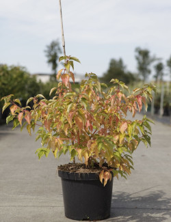 CORNUS sanguinea ANNY'S WINTER ORANGE - Cornouiller sanguin En pot de 10-12 litres buisson hauteur 080-100 cm