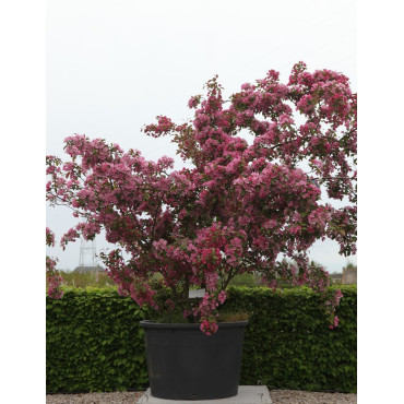 MALUS INDIAN MAGIC - Pommier d'ornement En pot de 210-230 litres cépée hauteur 300-350 cm