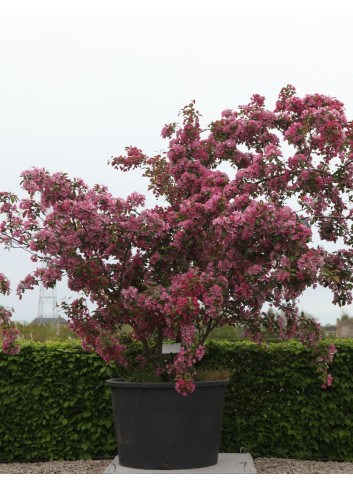 MALUS INDIAN MAGIC - Pommier d'ornement En pot de 210-230 litres cépée hauteur 300-350 cm