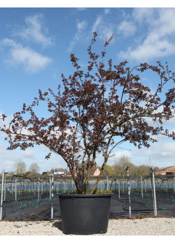 MALUS INDIAN MAGIC - Pommier d'ornement En pot de 210-230 litres cépée hauteur 300-350 cm