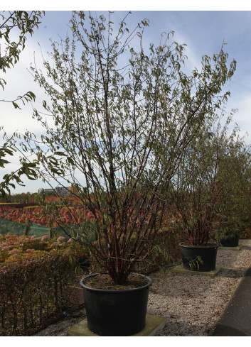 PRUNUS serrula - Cerisier du Tibet En pot de 180-210 litres cépée 300-350 cm