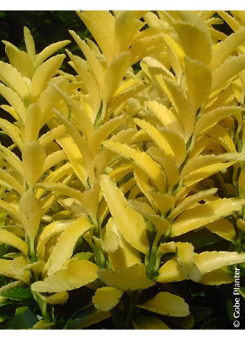 EUONYMUS japonicus HAPPINESS® - Fusain du Japon