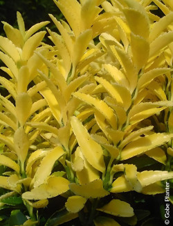 fusain-du-japon-happiness-euonymus-japonicus-happiness.jpg