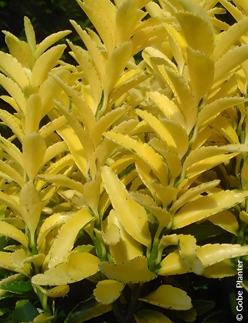 fusain-du-japon-happiness-euonymus-japonicus-happiness.jpg