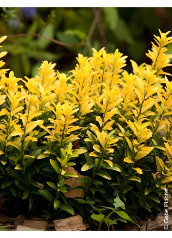EUONYMUS japonicus HAPPINESS® - Fusain du Japon