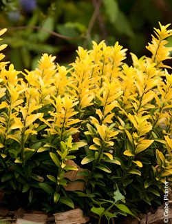 fusain-du-japon-happiness-euonymus-japonicus-happiness-1.jpg