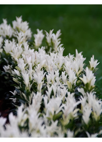 EUONYMUS japonicus PALOMA BLANCA® - Fusain du Japon