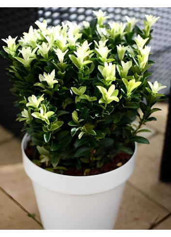 EUONYMUS japonicus PALOMA BLANCA® - Fusain du Japon