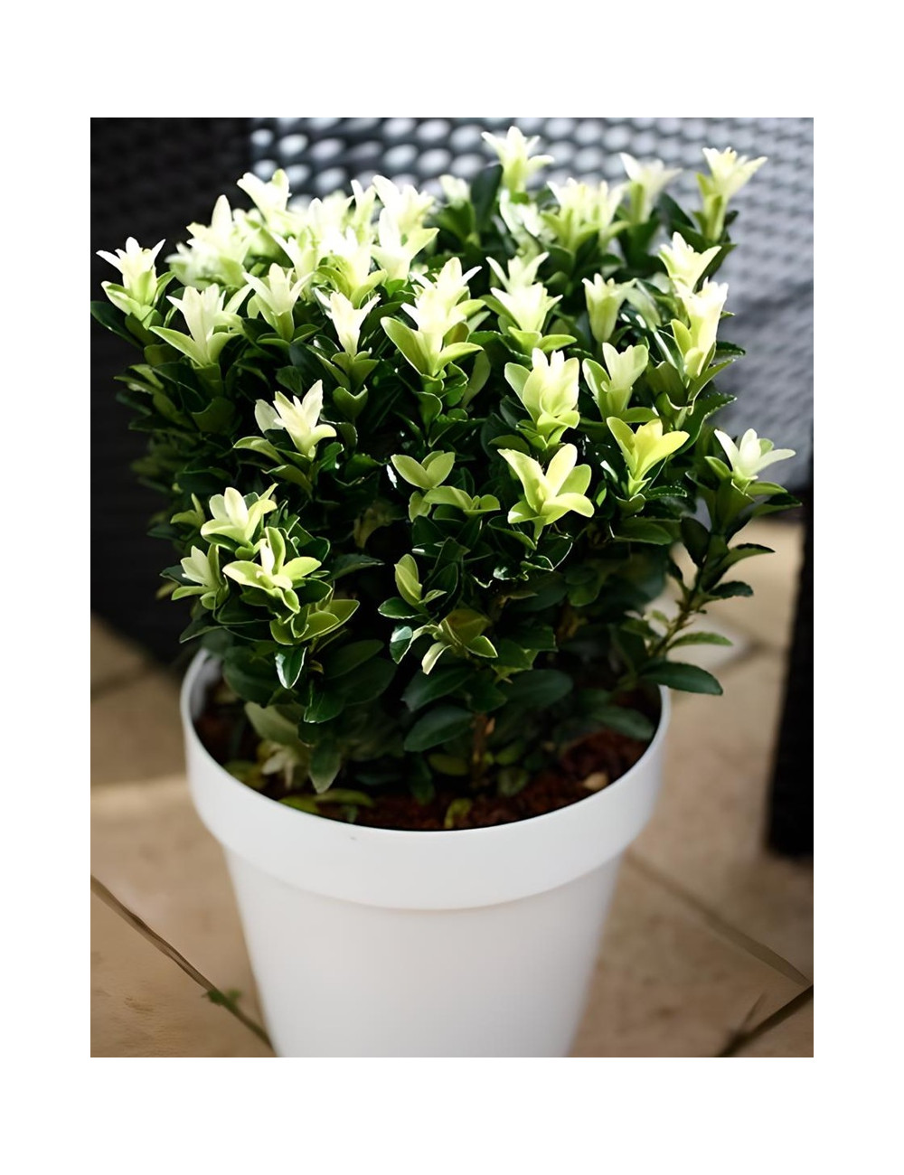 EUONYMUS japonicus PALOMA BLANCA® - Fusain du Japon