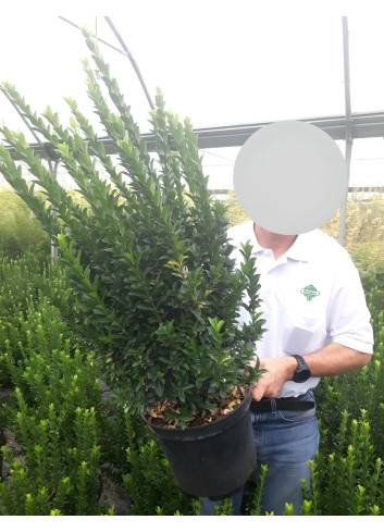 EUONYMUS japonicus PALOMA BLANCA® - Fusain du Japon En pot de 10-12 litres buisson extra