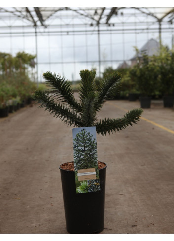 ARAUCARIA araucana - Désespoir des singes En pot de 4-5 litres hauteur 030-040 cm