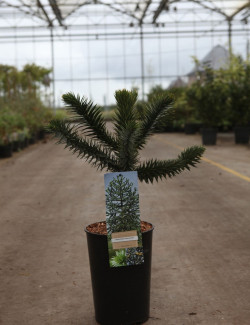 desespoir-du-singe-araucaria-araucana-3.jpg