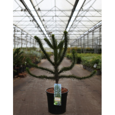 ARAUCARIA araucana En pot de 10-12 litres hauteur 050-060 cm