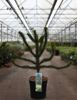 desespoir-du-singe-araucaria-araucana-5.jpg