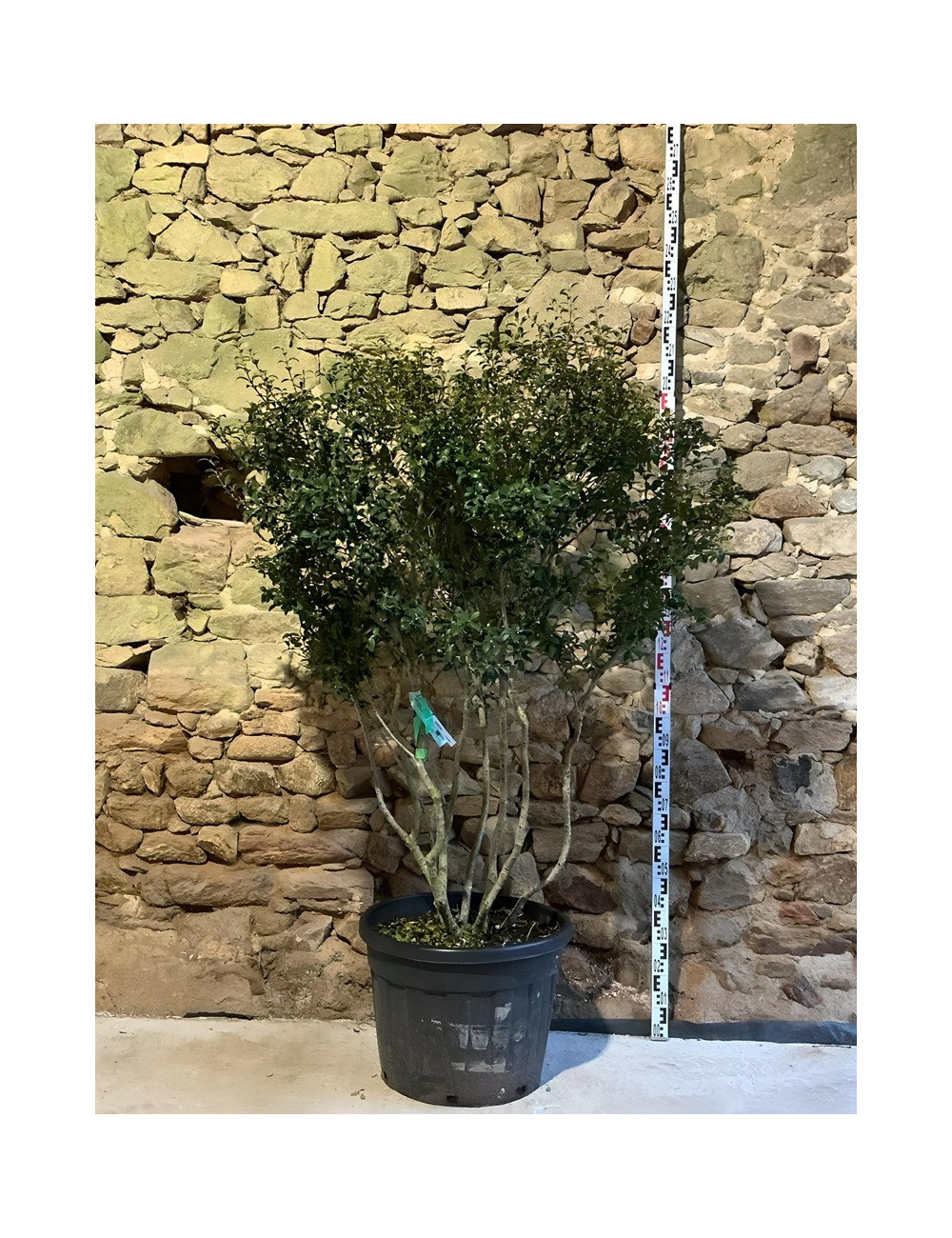 OSMANTHUS burkwoodii - Osmanthe Pot multi-troncs remontés hauteur 150-175 cm