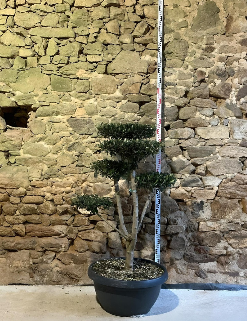 OLEA EUROPAEA - Olivier commun, Olivier d'Europe Pot pompons plateaux hauteur 120-130 cm
