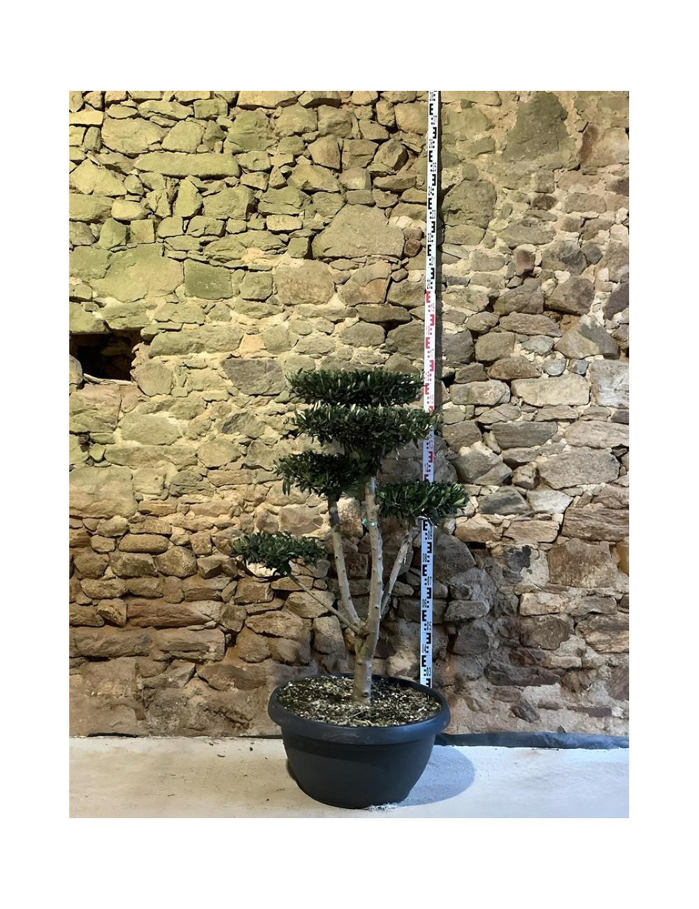 OLEA EUROPAEA - Olivier commun, Olivier d'Europe Pot pompons plateaux hauteur 120-130 cm