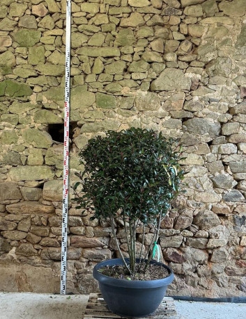 PHOTINIA fraseri CARRÉ ROUGE - Photinia Pot multi-troncs remontés hauteur 120-140 cm