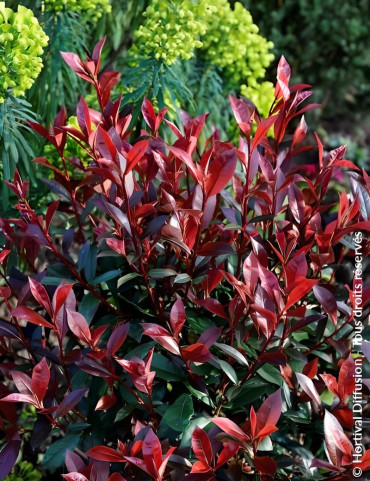 PHOTINIA fraseri CARRÉ ROUGE - Photinia