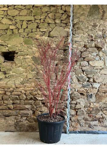 ACER palmatum SENKAKI ou SANGOKAKU - Érable du Japon Pot buisson hauteur 150-175 cm