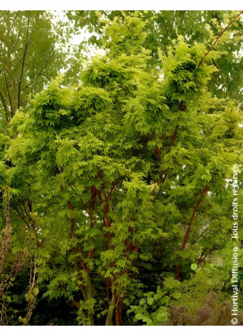 ACER palmatum SENKAKI ou SANGOKAKU - Érable du Japon