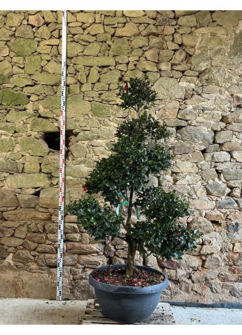 CAMELLIA sasanqua ROSE - Camélia d'automne Pot bonsaï hauteur 140-160 cm