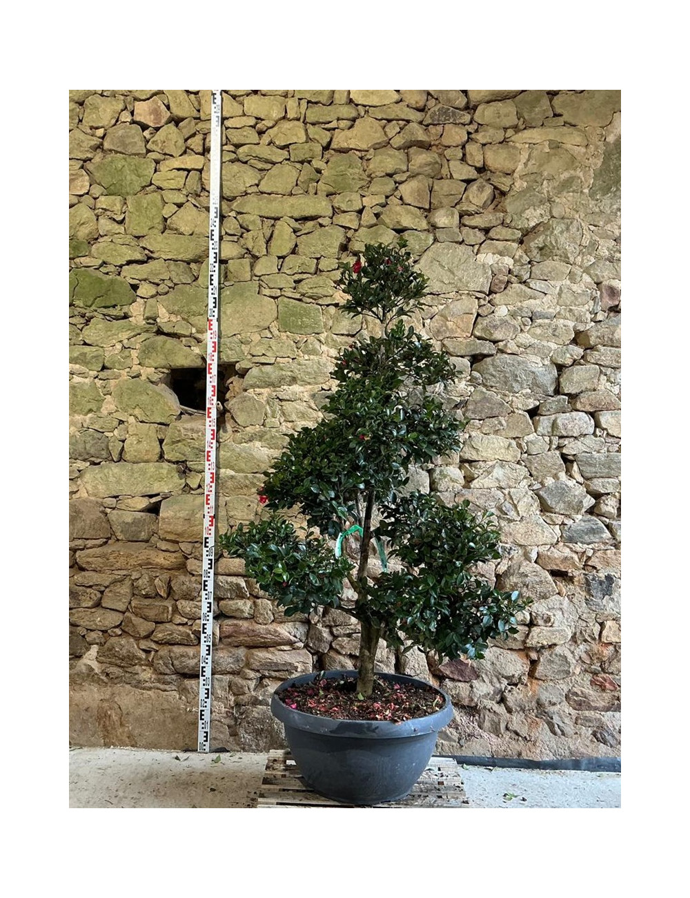 CAMELLIA sasanqua ROSE - Camélia d'automne Pot bonsaï hauteur 140-160 cm