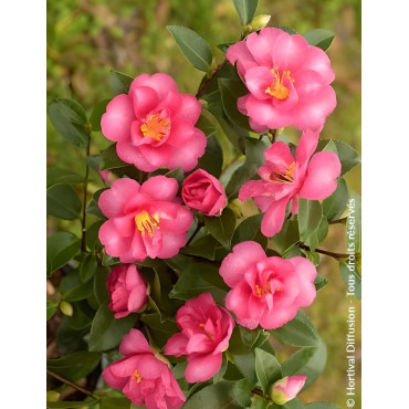 CAMELLIA sasanqua ROSE - Camélia d'automne