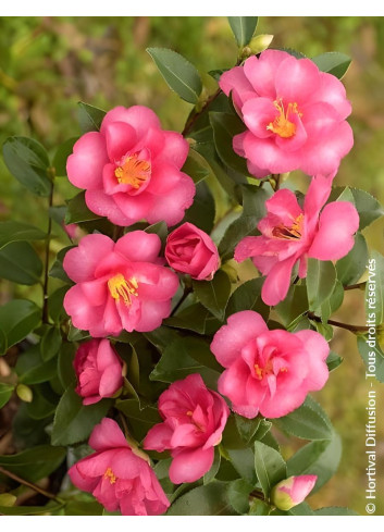 CAMELLIA sasanqua ROSE - Camélia d'automne