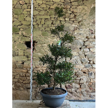 CAMELLIA sasanqua BLANC - Camélia d'automne Pot bonsaï hauteur 160-180 cm